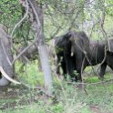 ZMB EAS SouthLuangwa 2016DEC10 KapaniLodge 030 : 2016, 2016 - African Adventures, Africa, Date, December, Eastern, Kapani Lodge, Mfuwe, Month, Places, South Luangwa, Trips, Year, Zambia